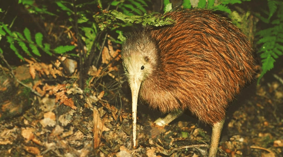 Chim kiwi tại New Zealand